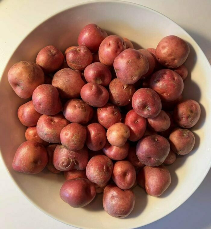 Grænmeti í áskrift - - Image 11