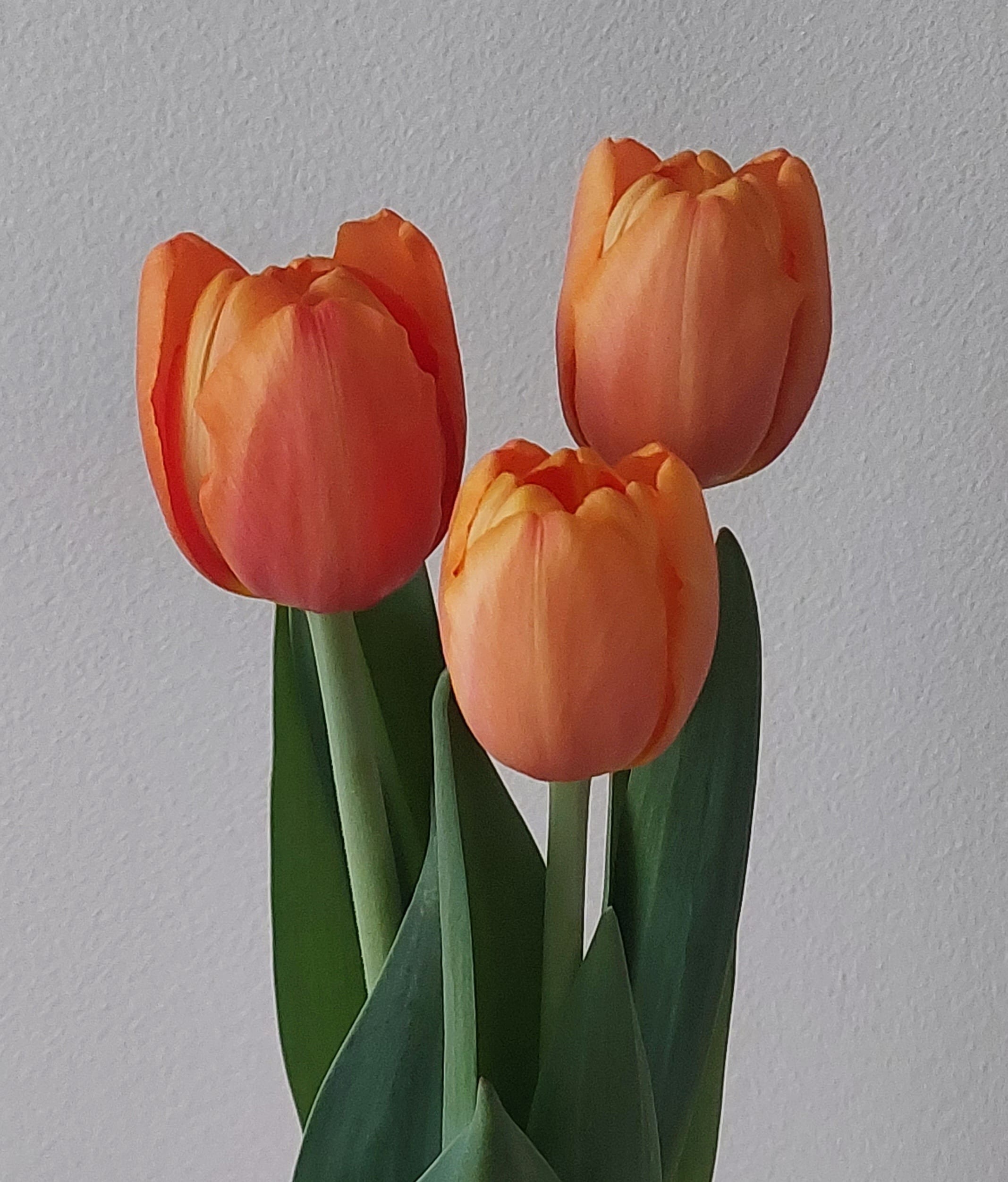 Túlipanar frá Stykkishólmi - appelsínugulir