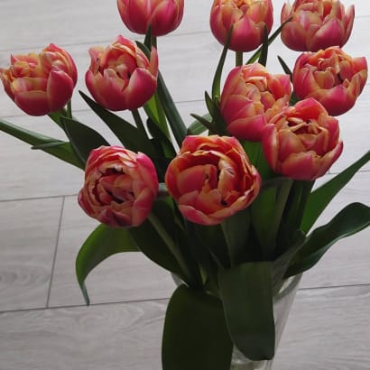 Túlipanar frá Stykkishólmi - tvöfaldir rauðbleikir