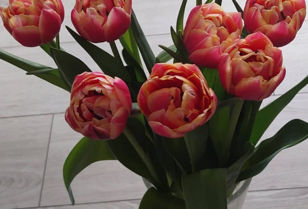 Túlipanar frá Stykkishólmi - tvöfaldir rauðbleikir