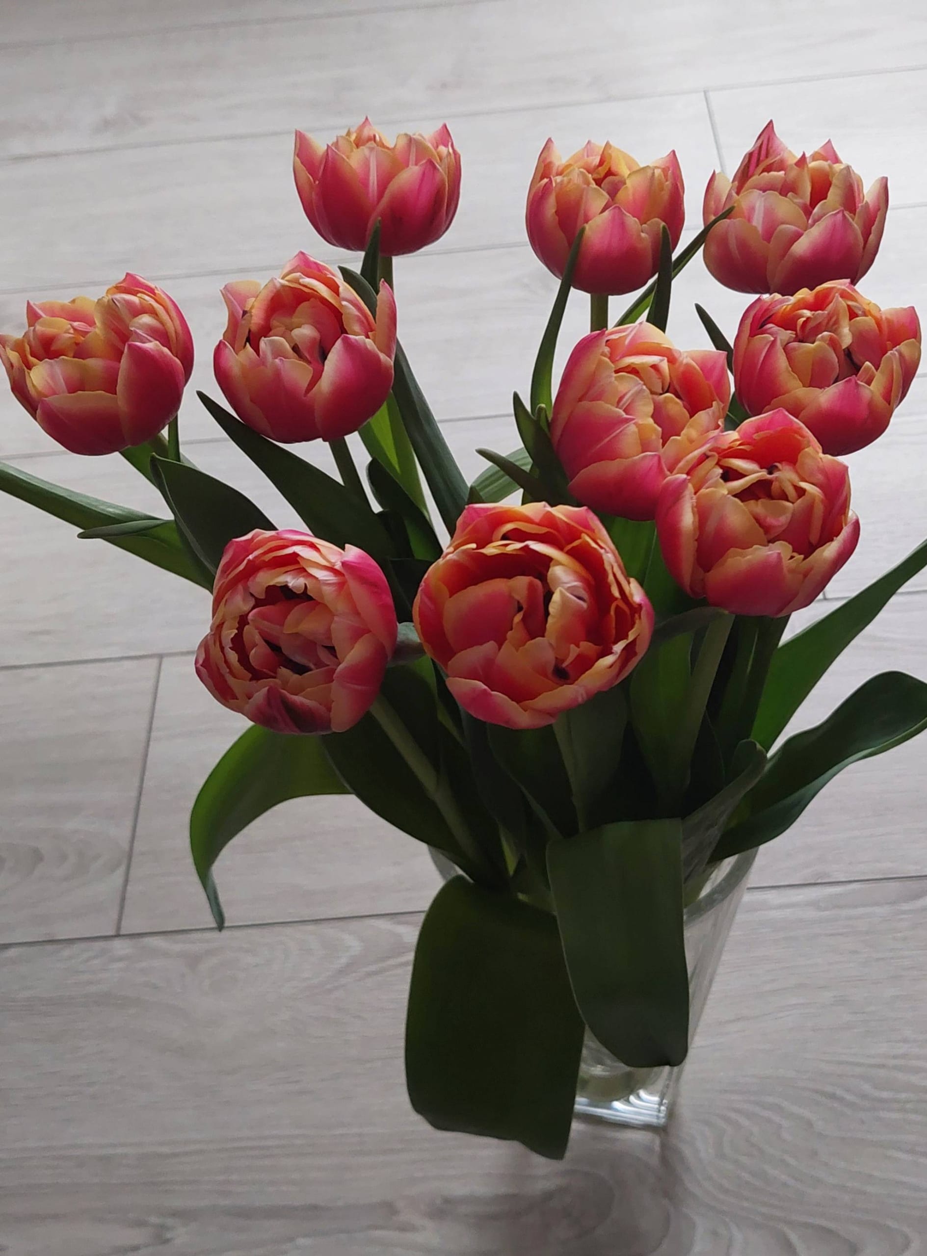 Túlipanar frá Stykkishólmi - tvöfaldir rauðbleikir