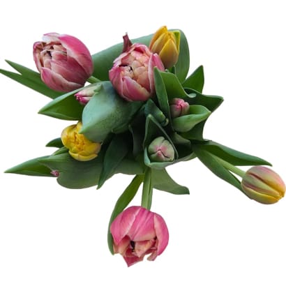 Túlipanar frá Stykkishólmi - blandaðir litir