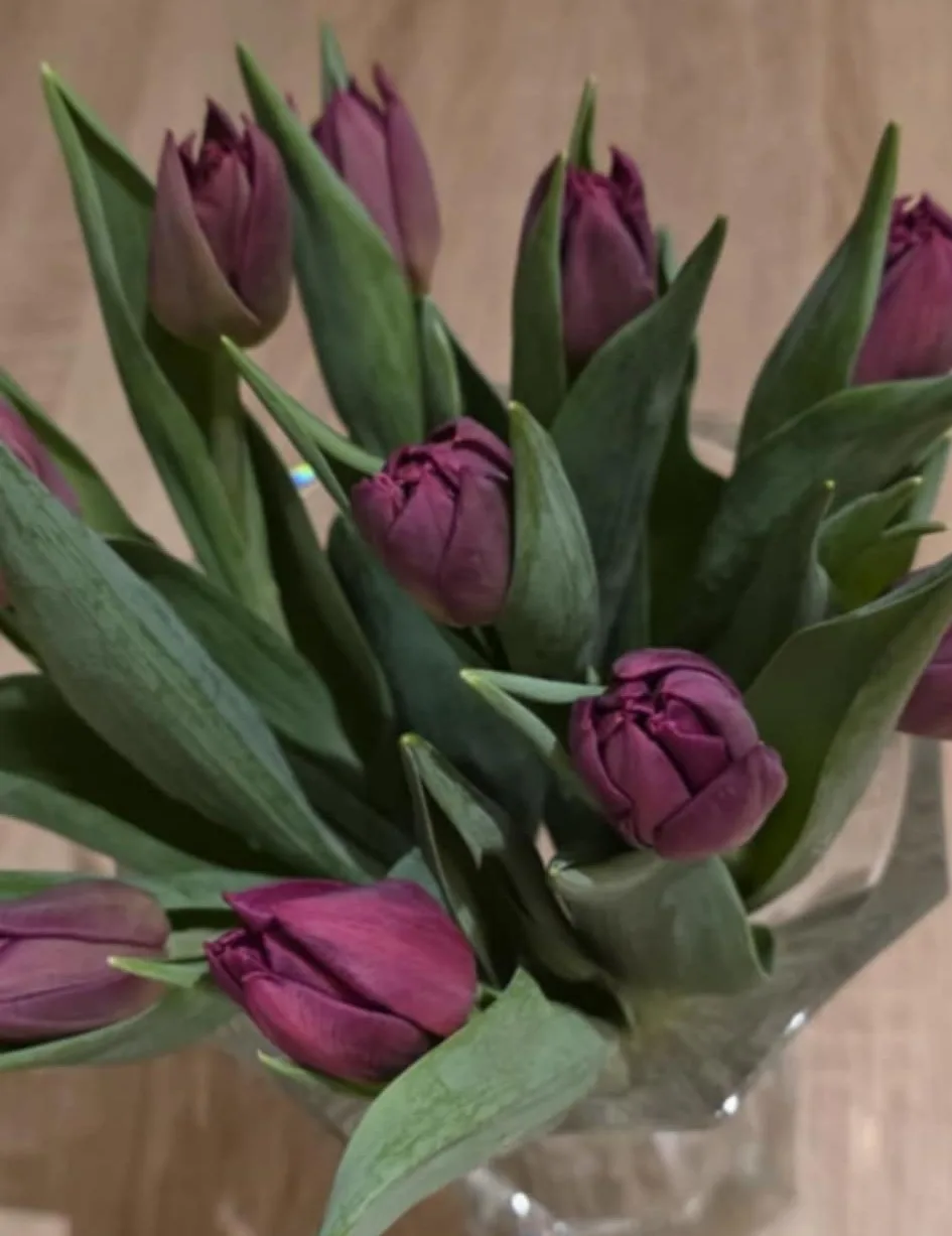 Túlipanar frá Stykkishólmi - tvöfaldir fjólubláir - Image 2