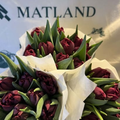 Túlipanar frá Stykkishólmi - tvöfaldir fjólubláir