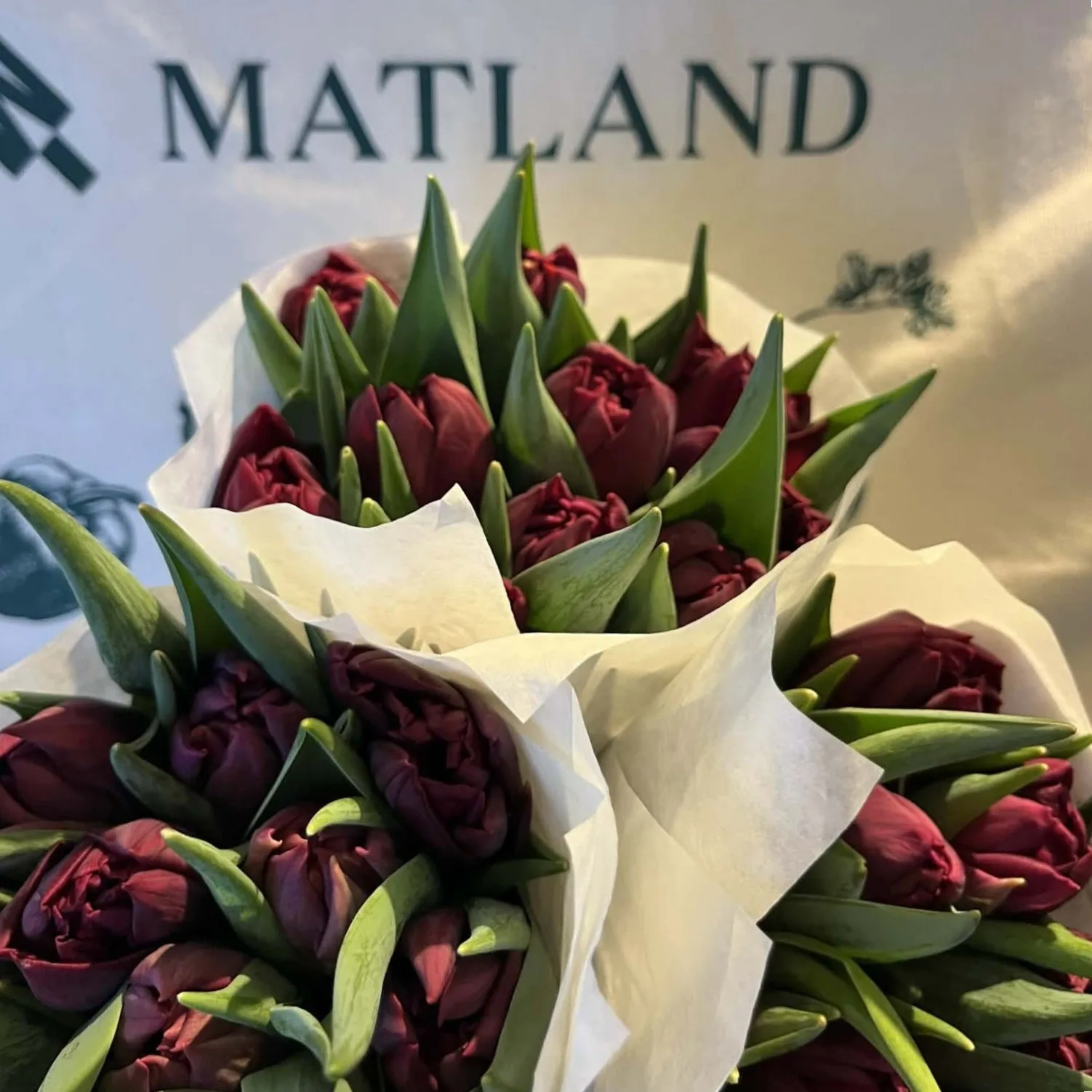 Túlipanar frá Stykkishólmi - tvöfaldir fjólubláir