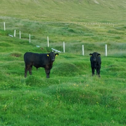 Kjöt frá Stóra-Fjarðarhorni