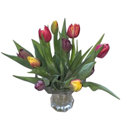 Túlipanar frá Stykkishólmi - tvöfaldir - blandaðir litir