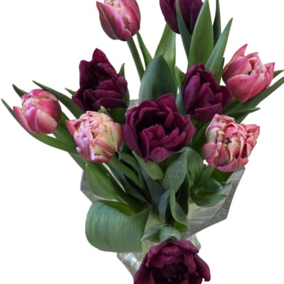 Túlipanar frá Stykkishólmi - tvöfaldir rauðbleikir og fjólubláir