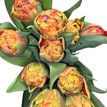 Túlipanar frá Stykkishólmi - appelsínugulir (tvöfaldir)