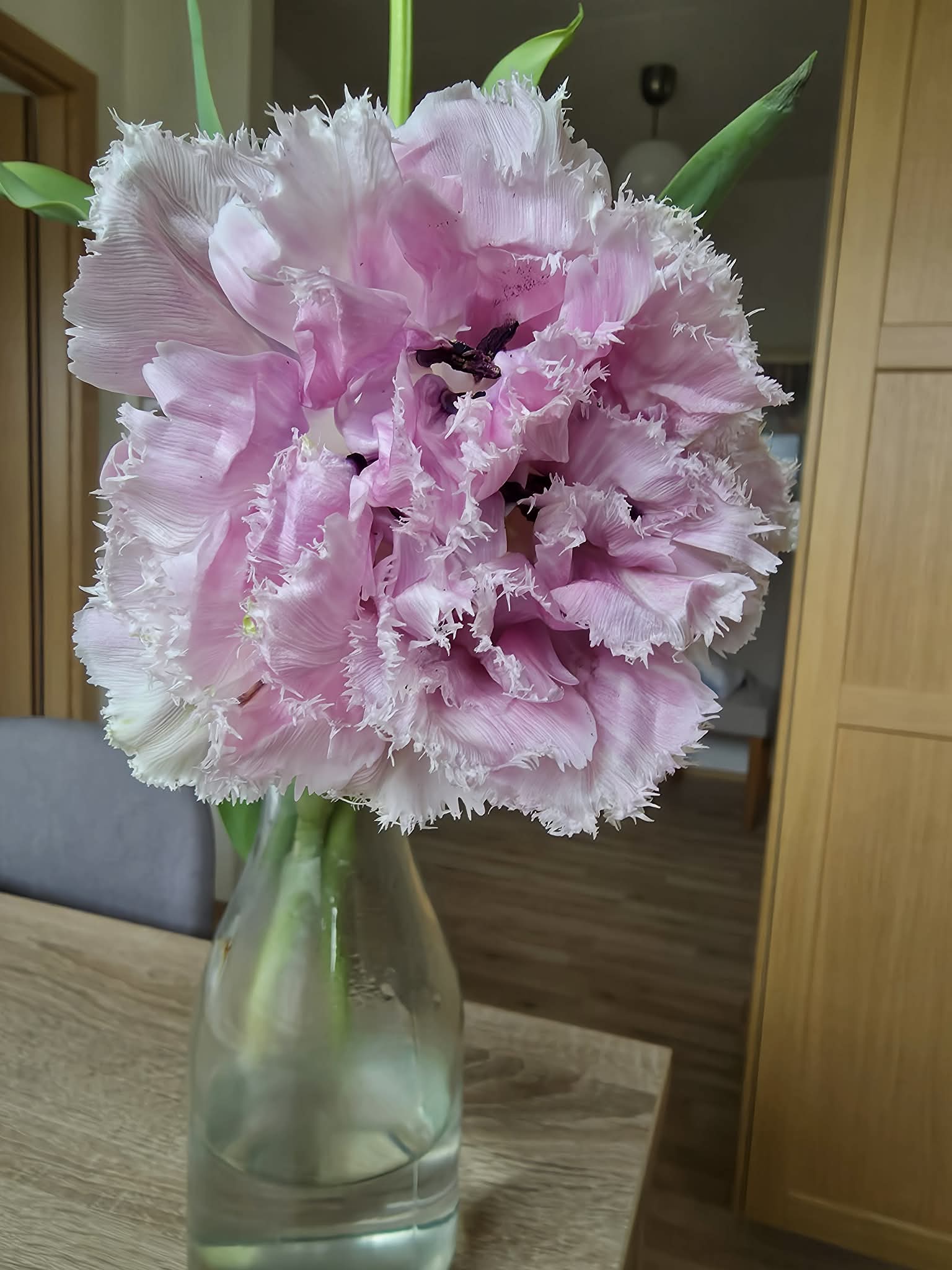 Túlipanar frá Stykkishólmi - ljósbleikir/hvítir (tvöfaldir) - Image 2