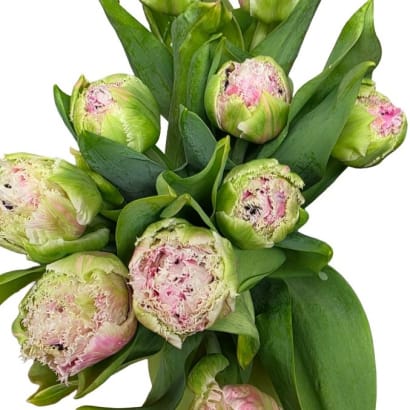 Túlipanar frá Stykkishólmi - ljósbleikir/hvítir (tvöfaldir)