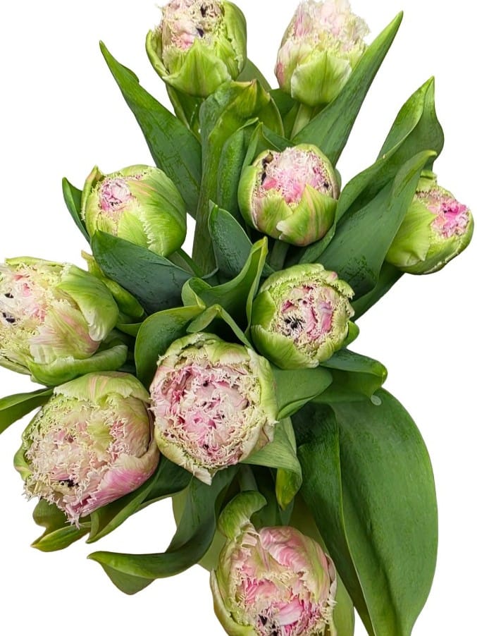 Túlipanar frá Stykkishólmi - ljósbleikir/hvítir (tvöfaldir)