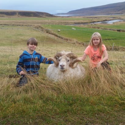 Lambakjöt frá Miðhúsum