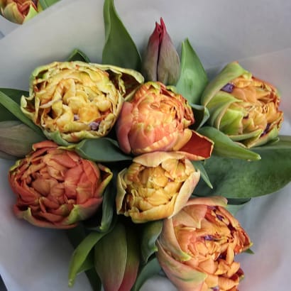 Túlipanar frá Stykkishólmi - appelsínugulir (tvöfaldir) og rauðir (einfaldir)