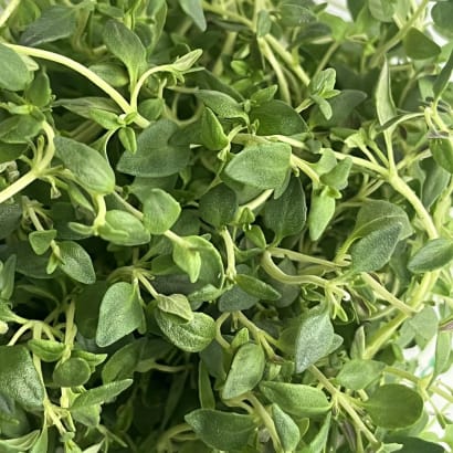 Timian frá Ártanga - 1 pottur