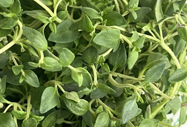 Timian frá Ártanga - 1 pottur