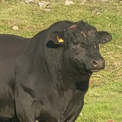 Angus frá Vindheimum